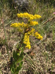 Solidago radula