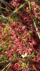 Sphagnum magellanicum