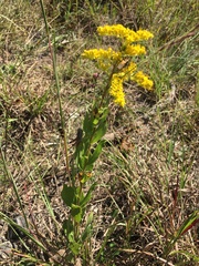 Solidago radula