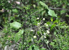 Funastrum pannosum