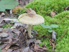 Amanita rhacopus