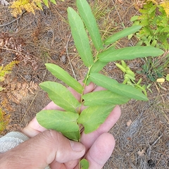Calystegia spithamaea
