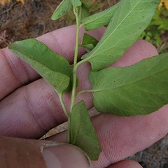 Calystegia spithamaea