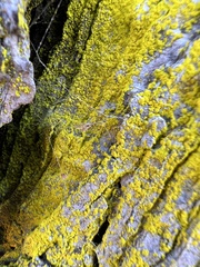 Chrysothrix candelaris