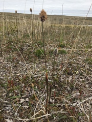 Alopecurus magellanicus