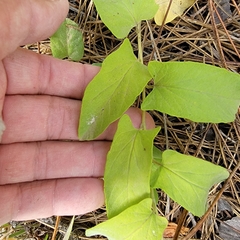 Calystegia spithamaea