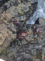 Leptograpsus variegatus