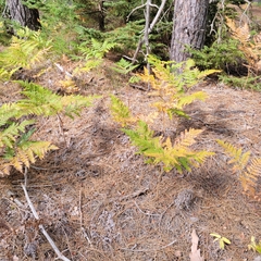 Calystegia spithamaea