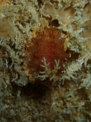 Halgerda tessellata