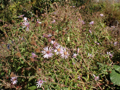 Canadanthus modestus