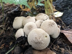 Lycoperdon perlatum