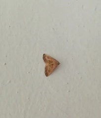 Erebidae