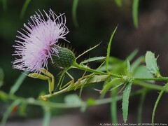 Stagmomantis carolina