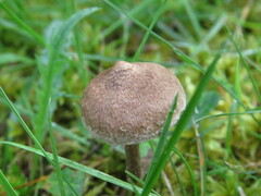 Cortinarius angelesianus