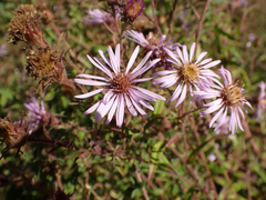 Canadanthus modestus
