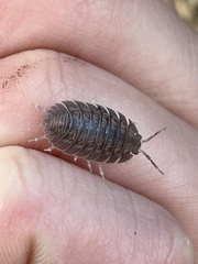 Porcellio dilatatus