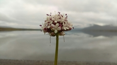 Valeriana sitchensis