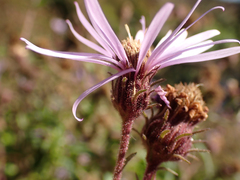 Canadanthus modestus