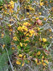 Berberis chilensis