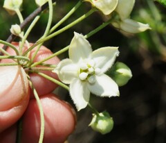 Funastrum pannosum