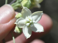 Funastrum pannosum