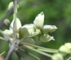 Funastrum pannosum