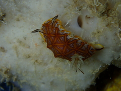 Halgerda tessellata