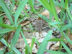 Tigrosa georgicola