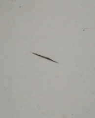 Styringomyia