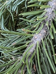 Abies lasiocarpa