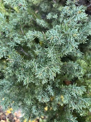 Abies lasiocarpa