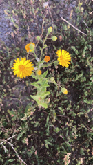 Heterotheca subaxillaris