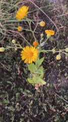 Heterotheca subaxillaris