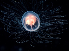 Turritopsis rubra