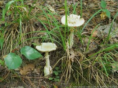 Amanita multisquamosa