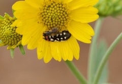 Acmaeodera disjuncta