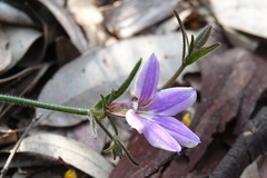 Scaevola ramosissima
