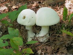 Amanita polypyramis