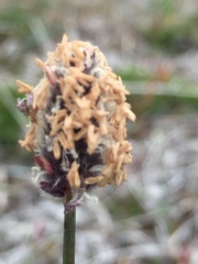 Alopecurus magellanicus