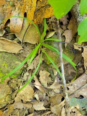 Carex pedunculata