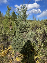Abies lasiocarpa
