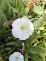 Convolvulus arvensis