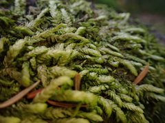 Plagiothecium undulatum