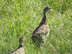 Tympanuchus phasianellus