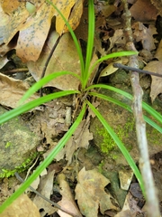 Carex pedunculata