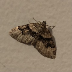 Xanthorhoe lacustrata