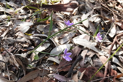 Scaevola ramosissima