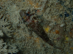 Scorpaenidae