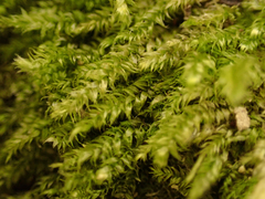 Pseudotaxiphyllum elegans