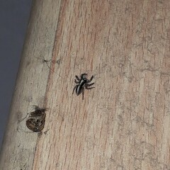 Megafreya sutrix